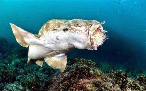 Wobbegong Shark – "OCEAN TREASURES" Memorial Library