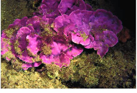 The crustose coralline alga Lithophyllum cabiochae. Photo by David Luquet. | Download Scientific ...