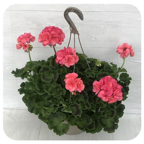 Geranium Hanging Baskets - Coral - Davenport Garden Centre