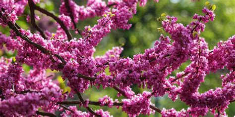 Redbud Tree Varieties - PlantingTree