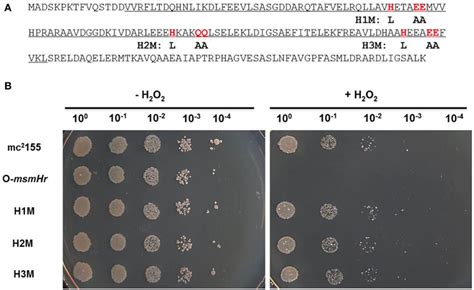 The hemerythrin domain is essential to MsmHr function. (A) The... | Download Scientific Diagram