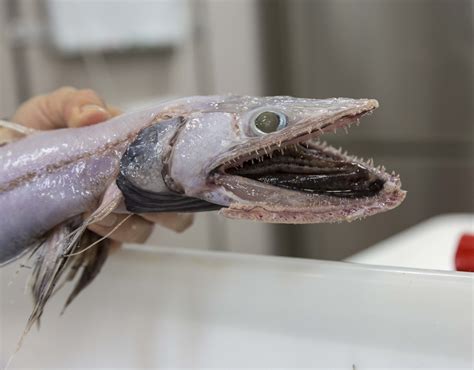Weird 'faceless' fish found in dark cold depths of Australia's abyss