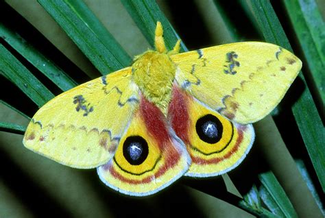 Io Moth Automeris Io Adult Male Photograph by Millard H. Sharp