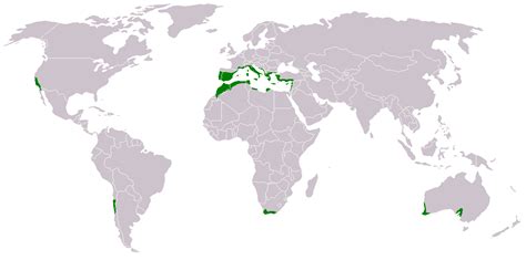 Map of Mediterranean forests, woodlands, and scrub [1262x628] : r/MapPorn