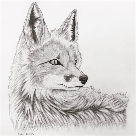 Fox Realism Pencil Sketch by Nostalga on DeviantArt