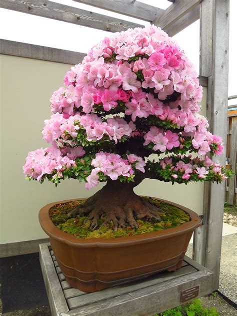 Magnificent Miniatures - Azalea Bonsai in Bloom | Matthaei Botanical Gardens & Nichols Arboretum ...