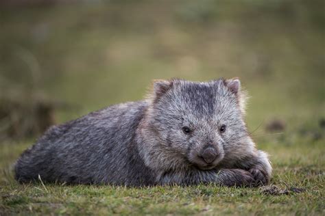 Wombat Respite | Sean Crane Photography