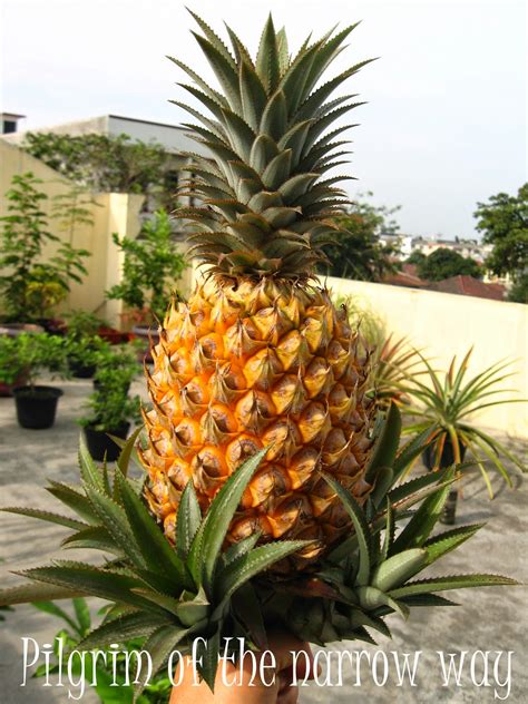 Pilgrim of the Narrow Road: Updates of my Pineapple Tree