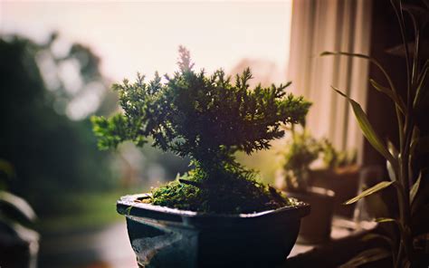 Download Plant Nature Bonsai 4k Ultra HD Wallpaper