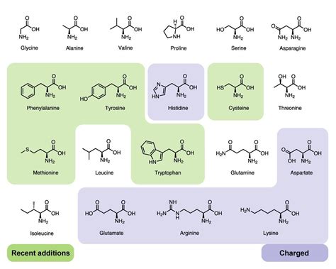 Amino Acids: 20 Standard Amino Acids The Best Information