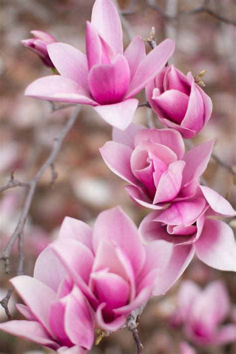 Pink Magnolia Bloom. Photo by: Christine Doneé Photography | 1000 in 2020 | Pink flowers ...