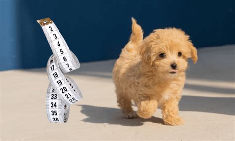 Cavapoo Full Grown - How Big Does A Cavapoo Get? - CavapooLove