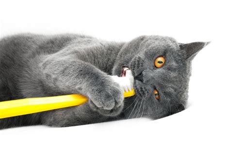 Cat Teeth Cleaning Tips and Tricks – Lucky Dawg Salon Grooming in California