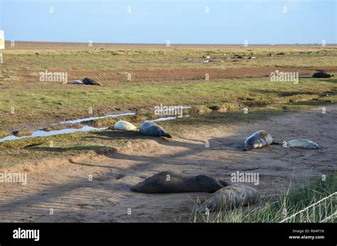 Seal colony, Donna Nook, Lincolnshire, England, UK Stock Photo - Alamy