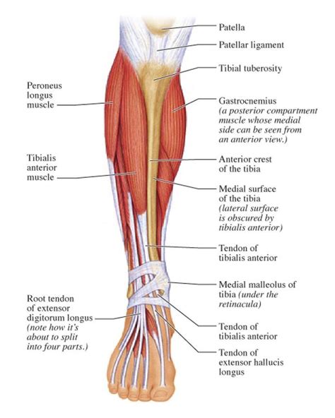 Muscles Of The Lower Leg Diagram Muscles Of The Lower Leg Diagram | Lower leg muscles, Leg ...