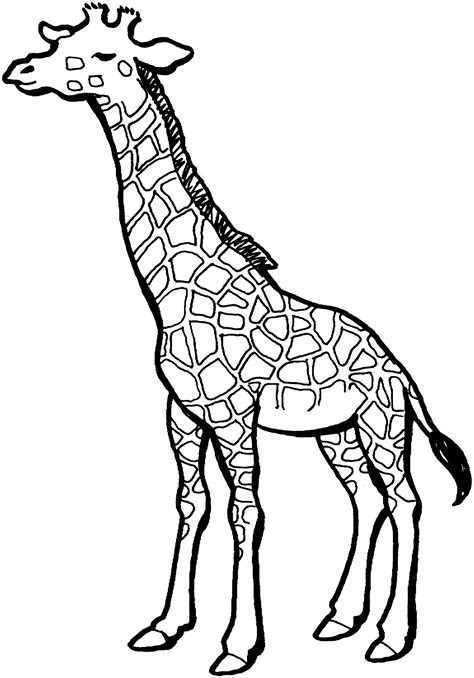 Giraffe Drawing - ClipArt Best