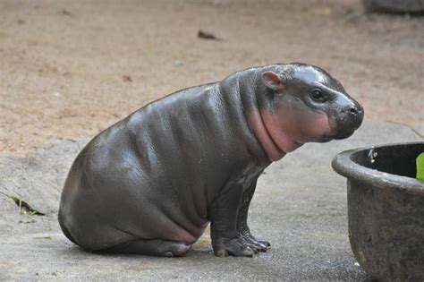 Baby pygmy hippo makes first public appearance, needs name | Cute hippo ...