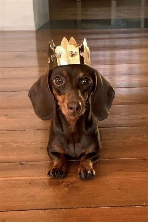 A Dachshund Dog King | Funny dachshund, Dachshund pets, Dachshund dog