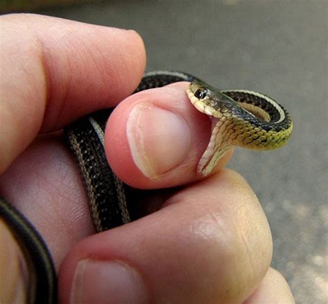 Sssssnakes! Cute Baby Snakes! - Baby Animal Zoo