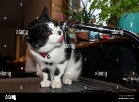 Black &white cat drinking from tap Stock Photo - Alamy