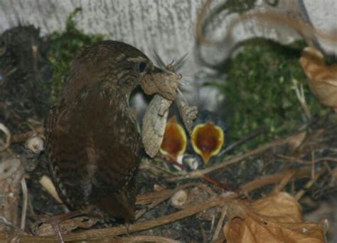 Wren feeding her babies | Birds, Animals, Wren