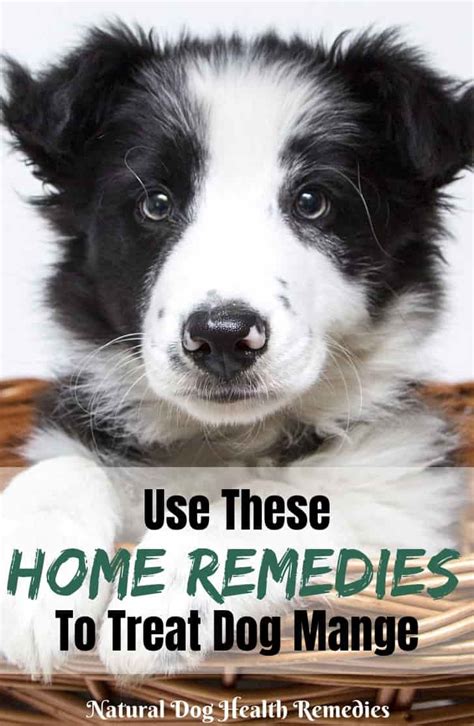 Home Remedies for Mange in Dogs & Puppies