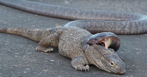 "Intense Battle Caught on Camera: Giant Lizard Bites Rattlesnake in ...