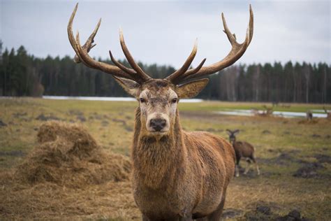 Valuable red stag shot dead in its enclosure | Otago Daily Times Online News