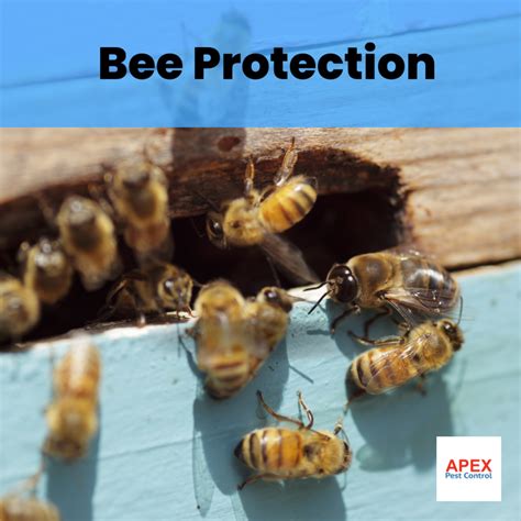 Bee Pest Control | Remove Bee Nests Safely | Apex Pest Control