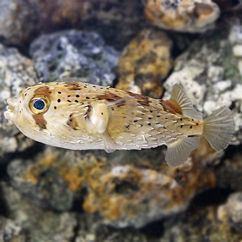 Porcupine Puffer Fish : Info with Care Details and Pictures