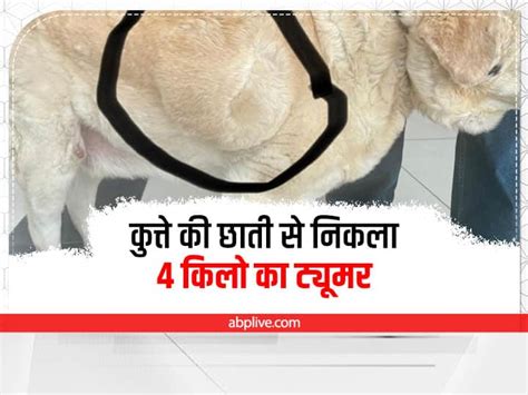 Dog Tumor Surgery Football Size Tumor In Dog Milo In Pune | कुत्ते की ...
