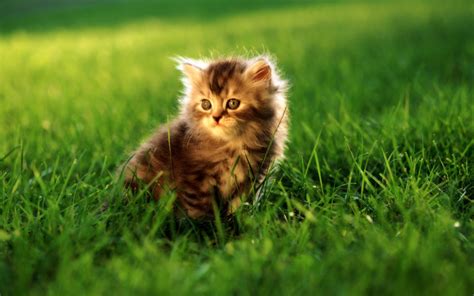 Cute cats #4 - Pets Cute and Docile