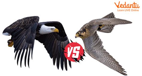 Falcon vs Eagle - Learn Difference, Definition, Facts & Examples