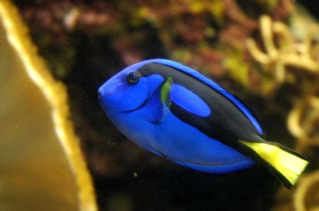 Blue Tang - The Free Freshwater and Saltwater Aquarium Encyclopedia Anyone Can Edit - The ...