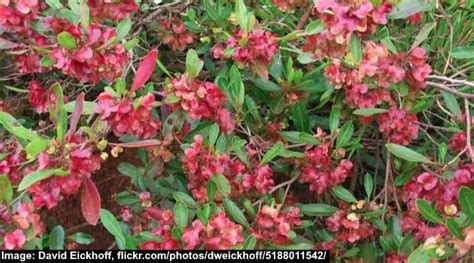 The Best 34 Florida Evergreen Shrubs (with Pictures) - Identification Guide