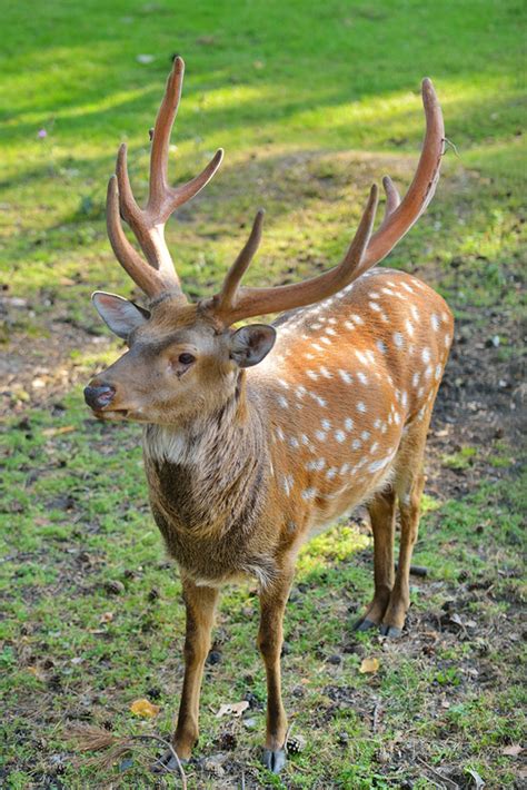 Sika Deer For Sale - Cold Creek Ranch Texas