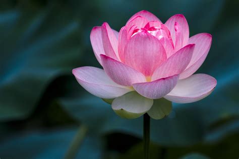 Incredible Collection of Full 4K Lotus Flower Images - Over 999 ...