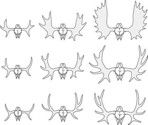 Moose Antlers Drawing at PaintingValley.com | Explore collection of Moose Antlers Drawing