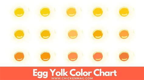 Egg Yolk Color Chart Good And Bad Egg Yolk Colors 9016 | The Best Porn ...