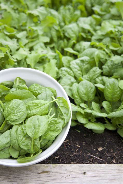 5 Easy Steps to Plant Spinach from Seed • Gardenary