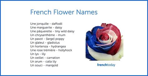 50 French Flower Names & Practice Video 🌹 | French flowers, Flower ...