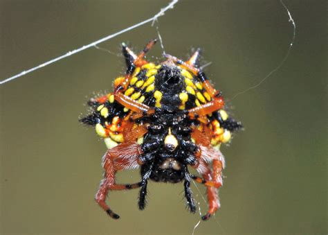 Jewel Spider - Austracantha minax