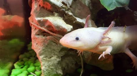 How to Set up an Axolotl Tank: Step-by-Step Setup and Care Guide