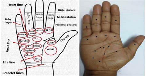 Significance of moles in palm and their impact in human life