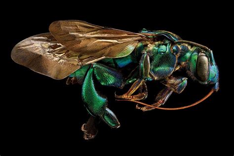 Insects reveal an alien beauty in huge extreme close-up photos | New Scientist