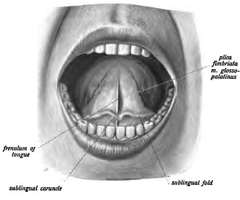 Salivary Gland Terminology (Anatomy, Salivation, Dry Mouth, Drooling ...