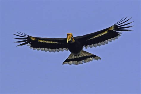 A community rallies around hornbill habitat to aid conservation