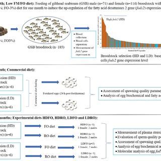 Schematic diagram of the study on broodstock selection (fads2) and ...