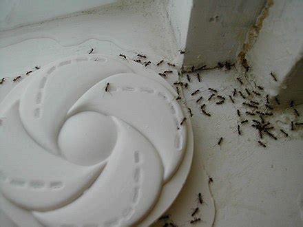 Argentine ant - Wikipedia