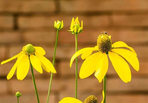 Top 10 Native Yellow Perennial Flowers - Native Backyards